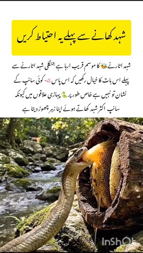 Snake Attak #snake #naturefacts #wildlife #nature #shorts