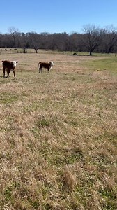3.4K views · 23 reactions | Micro Mini Hereford Heifer Available. | Glory Farms | Facebook