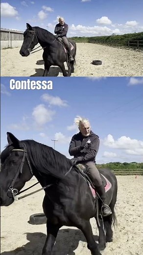 Friesian Horse Contessa Going Through Her Paces |Elegant Dressage Training & Powerful Movement