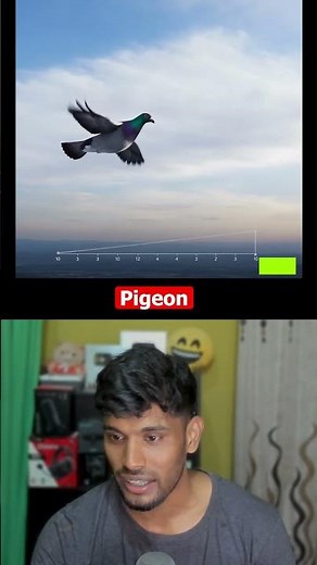 Birds That Can Fly Without Landing?