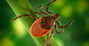 Lyme disease vaccine: Pfizer begins a late-stage clinical trial