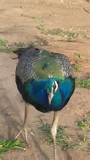 Grace of the Peacock 🦚 A Magical Moment at Isha Yoga Center | Part — 3