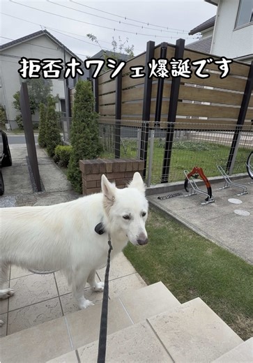 ホワイトシェパードのお外大好きデー
