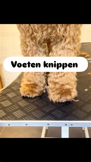 Fresh ‘paw-dicure’ alert! 🐾✨ Geen scherpe randjes hier, alleen maar ronde fluffy voetjes. Ready to rumble (and cuddle)! 🧸 Knip samen met ons deze schattige labradoodle pootjes 👌🏻Zorg dat de poten goed schoon en droog zijn voor het beste eindresultaat #dogsofig #groomingday #pawsome #rondevoetjes | Hondenkapsalon De Linde