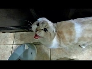 🐈 Hungry Scottish Fold Kitten Meows Loudly