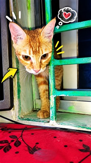 Caught in the act: your cat's plan to stay forever #catlife #funnycats