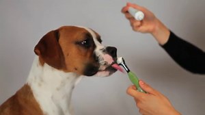 Watch Kissable All-Natural Toothpaste for Dogs on Amazon Live