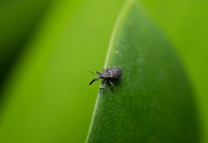 Here's why you might have weevils in your flour and what to do about it