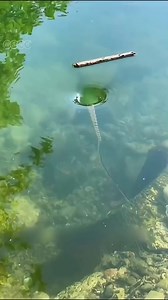 #shortsvideos #shorts | Fact world