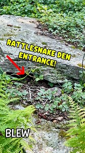 263K views · 2.9K reactions | Here’s the full trail-camera footage from the rattlesnake den  I knew the camera might catch something… but I did NOT expect this. Drop a comment with the craziest thing you spotted! What would YOU do if you stumbled upon a Rattlesnake Den in the middle of the forest!? #snake #rattlesnake #nature #outdoors #fblifestyle #hiking #camping | Tails and Scales | Facebook