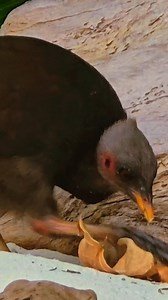 Megapodes love plastic-free 🏝️ beaches, and we adore happy birds. 🫶🏽🌴🪶🐦‍⬛ #importantbirdarea #protectedareanetwork #birdwatching #birdlovers #ornithology #conservation #megapodes #plasticpollution #beachcleanup #palau #pacificocean #travel #unesco #sunnyday #islandlife #palaumicronesia | Paddling Palau