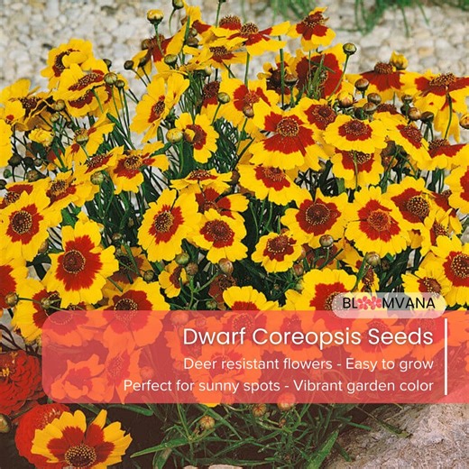 300+ Dwarf Coreopsis Seeds, Annual Deer Resistant Flower Seeds - Etsy
