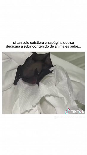 Descubriendo la ternura: Murciélago bebé por primera vez 🥹