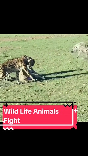 Wild Life Animals Fight #wild #life #wildlife #animals #fight #wildearth #cheetah #hyena #lion #fyp #viral #unfrezzmyaccount