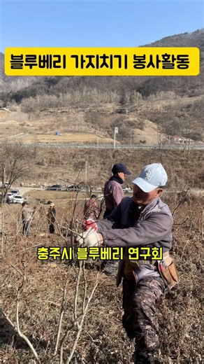 충주시 친환경 블루베리 연구회 회원들과 블루베리 가지치기 봉사활동 #블루베리농원 #정지전정 #가지치기 #친환경블루베리