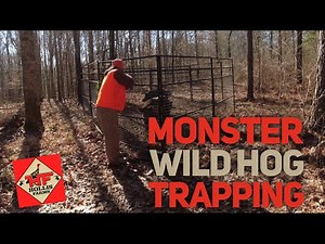 MONSTER WILD HOG TRAPPING 🐗 Trap Full Of Big Pigs