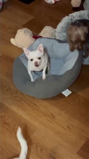 A Massive Chest Tumor Is Stealing Maude’s Breath