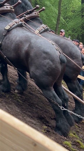 Giant Percherons Pull Full Size Stone Baptismal Font Uphill in German Forest 🐎⛰️