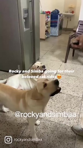 Car ride Rocky and simbaa ride#rocky #labrador #petlife #dogreels #reelsvideo #simba #labradoretriever #petlover | rockyandsimbaa