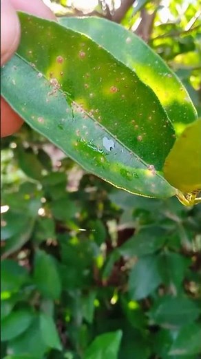 Red scale on citrus 🍊 — small pest, big damage. Treat early before it spreads!