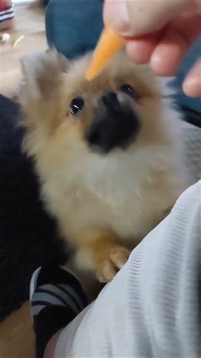 You must see Dog has his instant Karma revenge #pomeranian #karma #funny #shorts #dogs #viral #fyp