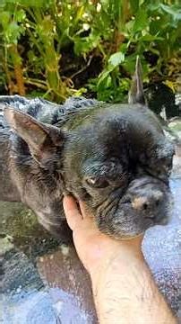 I'm bathing my dog #dog #frenchbulldog #doglady #dogbathing #dogandshampoo