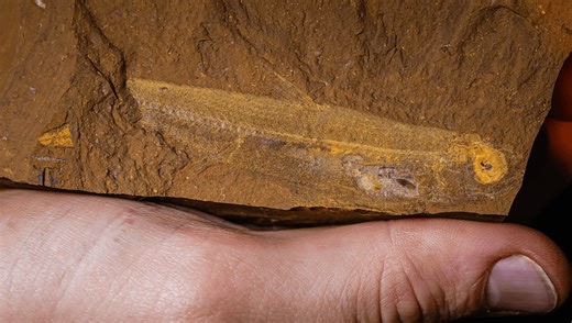 New Species Of 15-Million-Year-Old Fossil Fish Found With Perfectly Preserved Belly Full Of Food