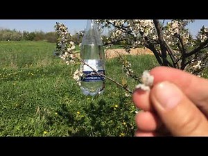 Pollinisation "artificielle" ;-)