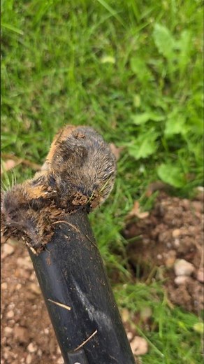 The Number One Way to rid your LAWN from GOPHERS! 🚫 #gopherhawk #rodentcontrol #gophers