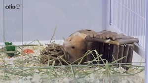 OIIBO Large Glass Hamster Cage, 23 Gallon Hamster Habitat with Sliding Front Door 24" L x 16" W x 14" H Chew-Proof Gerbil Cage for Dwarf Syrian, Hedgehog, Gerbils, Guinea Pigs or Other Small Animals