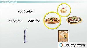 Crossing Over & Gene Linkage- Definition, Importance & Results