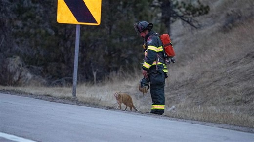 Cat who wandered onto crash scene gets adopted by firefighter