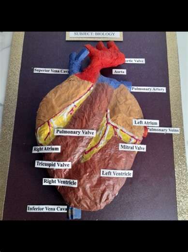 📚✨ School Project - The Human Heart ✨📚 At The Paper Muse, we love bringing school projects to life in a creative and organized way. This custom project was designed to help present information clearly while keeping it visually engaging and neat. Whether it’s charts, labels, layouts, or presentation boards, we’re happy to support students and parents with thoughtful, well-crafted project materials. 📩 Need help with a school project? Send us a message — we’ve got you covered. #ThePaperMuse #Sch