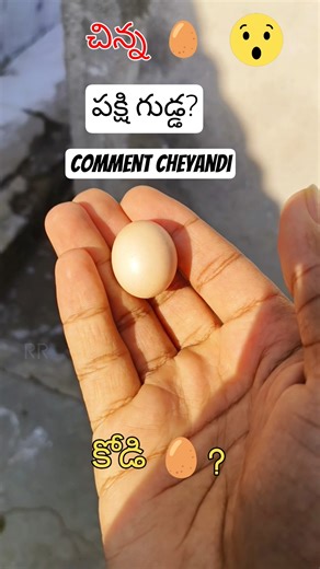 Kodi leda pakshi 🥚 cheppandi ll 😮 small hen egg or bird egg