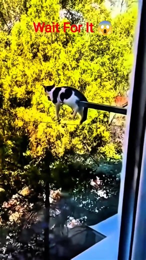 Funniest Sleeping Dogs & Cats 😂🐶🐱 (Try Not To Laugh)#shorts #funniestcats #sleepingcat #sleepingdog