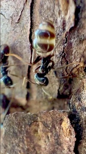 Shiny Wood Ants – A Tiny Encounter (Macro Video)