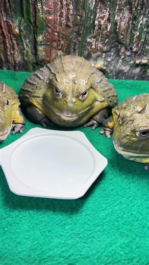 Feeding the bull frogs some worms