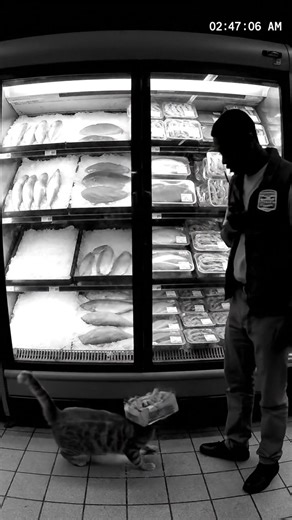 A tabby cat calmly breaks into a seafood freezer, steals a whole salmon, then grabs shrimp for good measure while a confused night shift worker watches helplessly. The cat escapes through automatic doors carrying both stolen items like a professional thief. | Wild Paws Cam