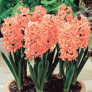 Gipsy Queen Hyacinth