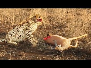 Half Eaten Impala Tries Escaping Cheetah