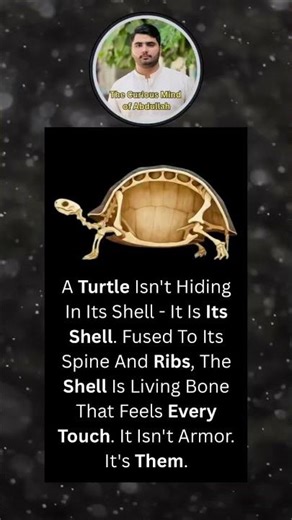 A Turtle Isn't Hiding In Its Shell - It Is Its Shell. Fused To Its Spine And Ribs,