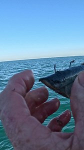 Today, Terry and I fished Port Phillip Bay, but it turned into a bit of a frustrating one our sounder packed it in with interference on both channels, so it was pretty much useless. We managed to reset it and got it working just long enough—about 10 minutes—to sound up one solid arch. That was all we needed. Down went the Lone Star anchor, out went the Reedy’s Rigs Scallop rig and six other snelled rigs… and bang! 10 minutes later, we were onto the fish. Just goes to show how important a good so