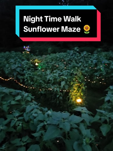 Walk Through the Enchanted Sunflower Maze at Night
