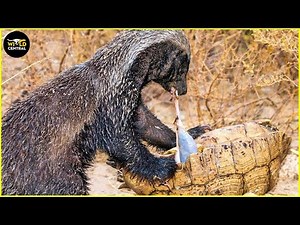 Most Ruthless Honey Badger Attacks on Earth Ever Caught on Camera | Wild Animals
