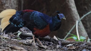 A magnificent Bornean Crested Fireback, scientifically known as Lophura ignita, stands proud in the dappled sunlight of the Bornean rainforest