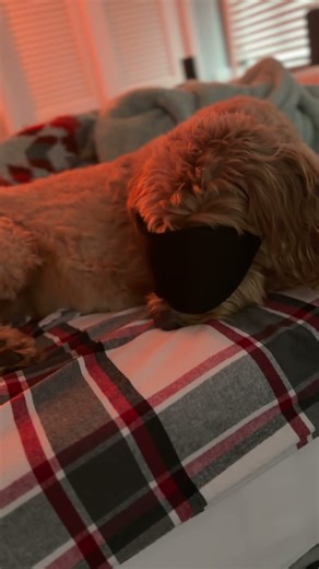 Doodle wearing sleep mask. #goldendoodle #dog #puppy #pittsburgh