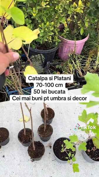 Catalpa și Platan: Cei Mai Buni Copaci pentru Umbră
