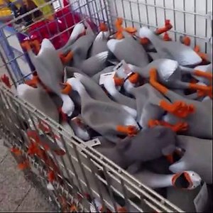 duck army :D :D | King Of Vines