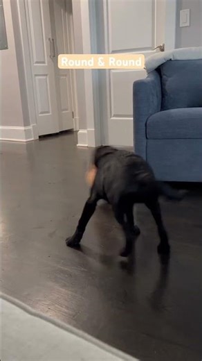 My parents get dizzy watching me! #puppiesofinstagram #snuggly #dog #labradorretriever #cute #pets