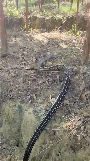 "Stunning Snake Movement in the Heart of Nature" #naturelovers #snake #animalshorts #snakevideo